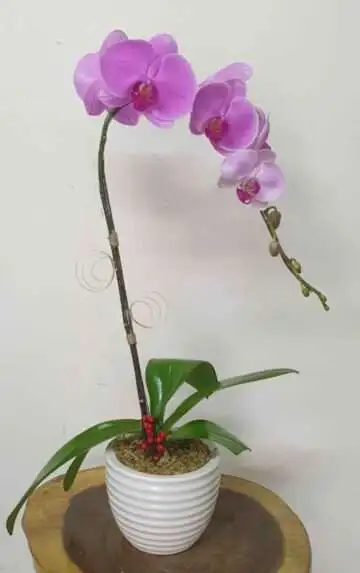 Hoa Lan Hồ Điệp TT021