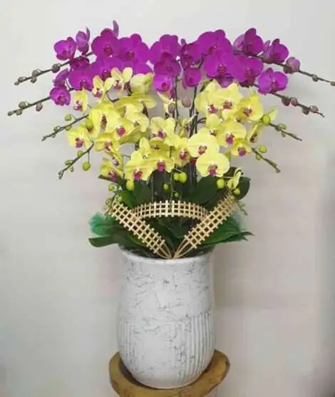 Hoa Lan Hồ Điệp TT024