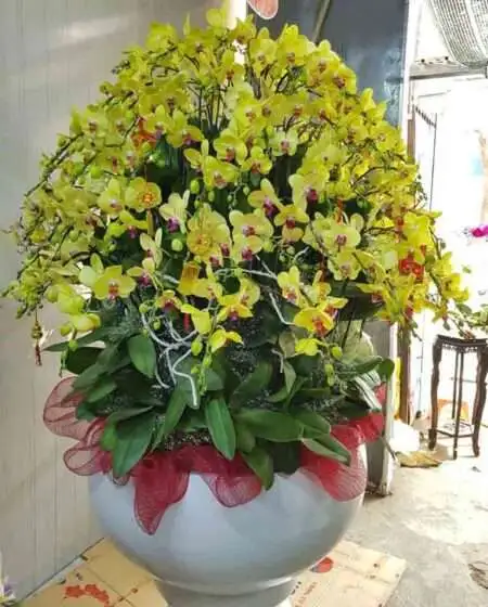 Hoa Lan Hồ Điệp TT033