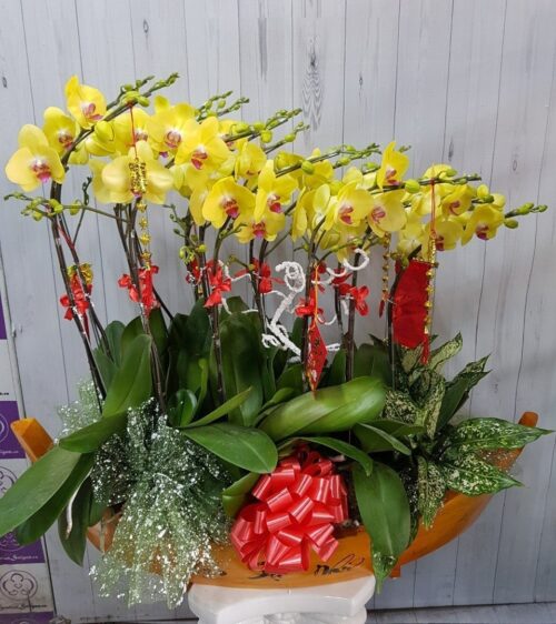Hoa Lan Hồ Điệp TT034