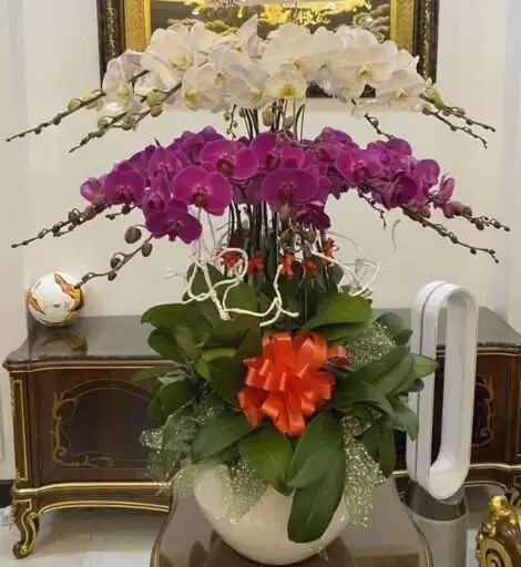 Hoa Lan Hồ Điệp TT029