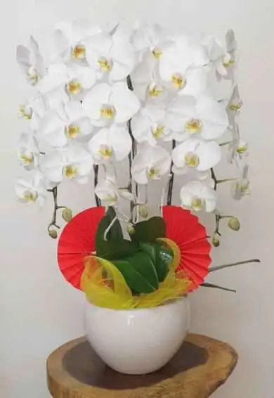 Hoa Lan Hồ Điệp TT027