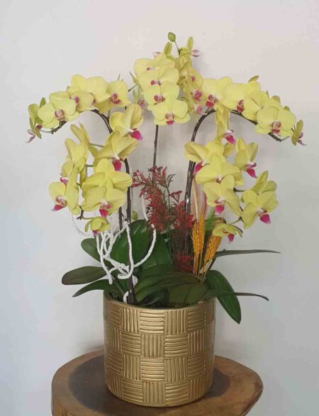 Hoa Lan Hồ Điệp TT036