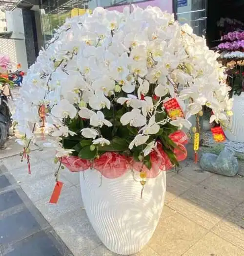 Hoa Lan Hồ Điệp TT031