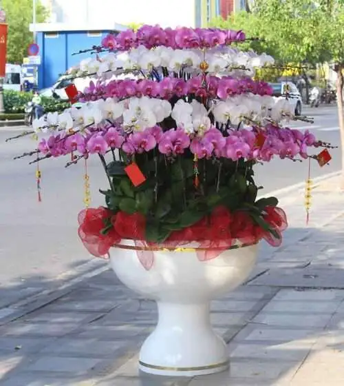Hoa Lan Hồ Điệp TT032