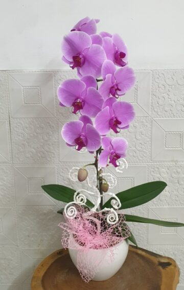 Hoa Lan Hồ Điệp TT048