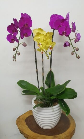 Hoa Lan Hồ Điệp TT039