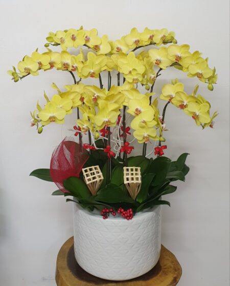 Hoa Lan Hồ Điệp TT045