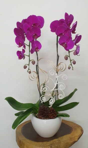 Hoa Lan Hồ Điệp TT043