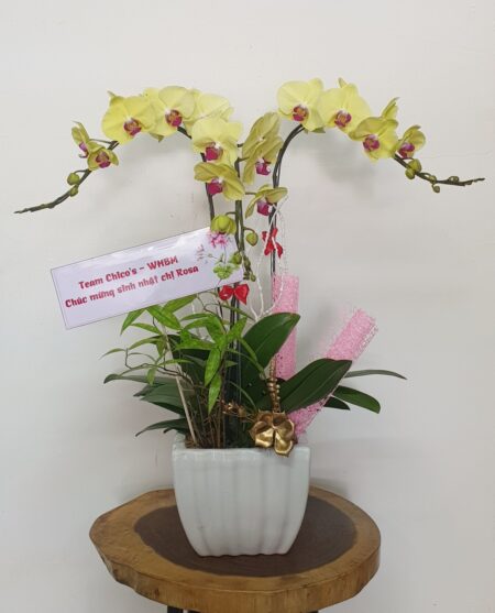 Hoa Lan Hồ Điệp TT047