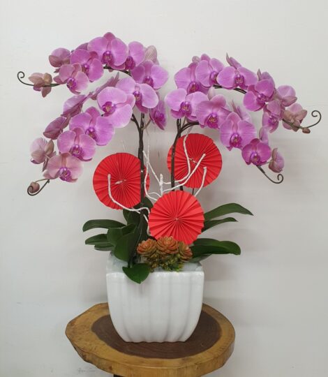 Hoa Lan Hồ Điệp TT044