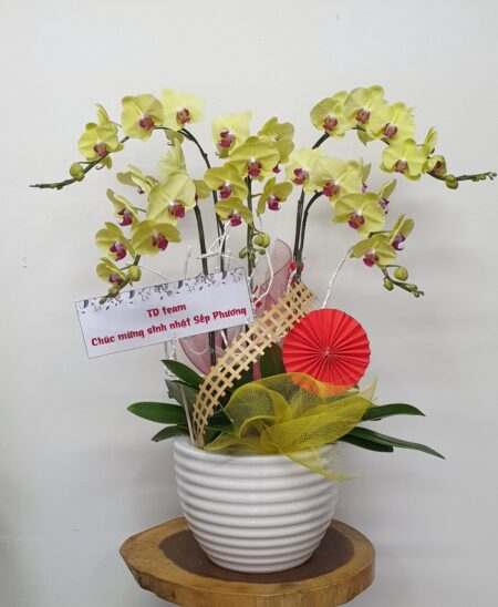 Hoa Lan Hồ Điệp TT049