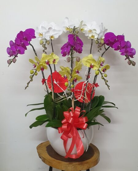 Hoa Lan Hồ Điệp TT046