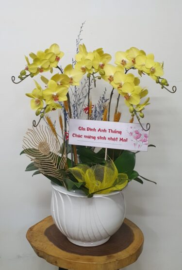 Hoa Lan Hồ Điệp TT040