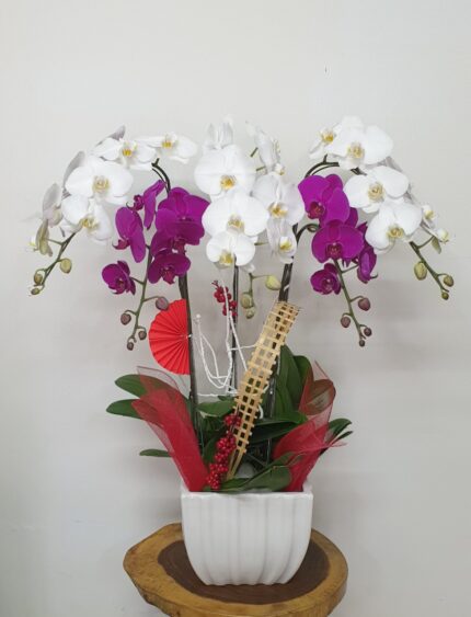Hoa Lan Hồ Điệp TT041