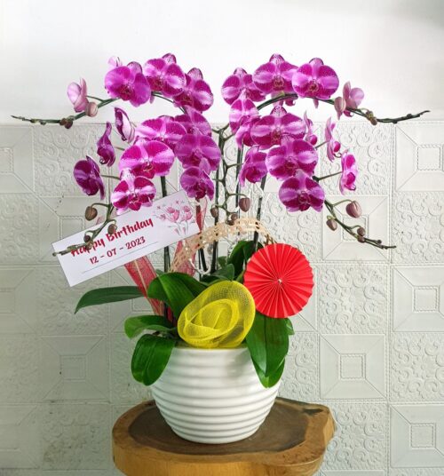 Hoa Lan Hồ Điệp TT052