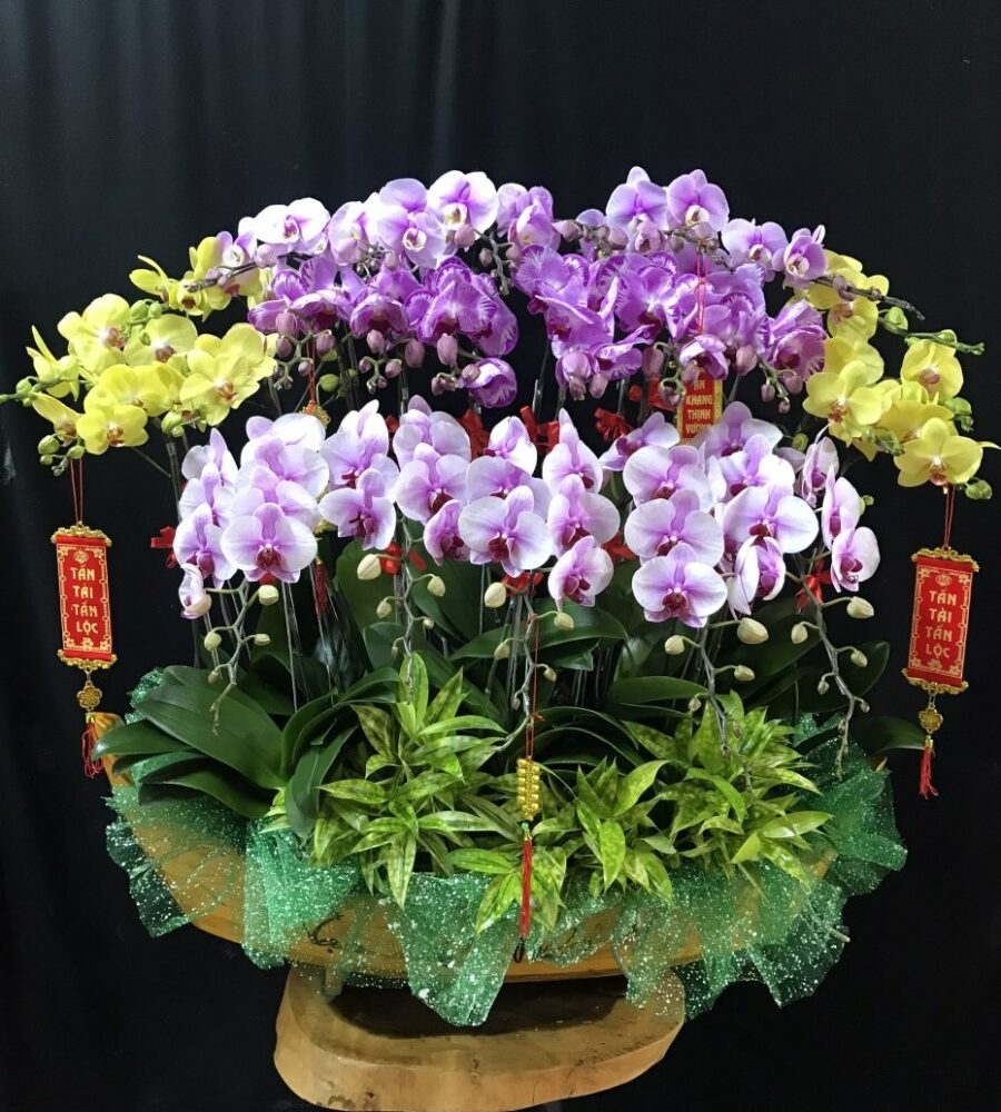 Lan Hồ Điệp Trang Trí Tết / Làm Quà Tặng Chúc Tết Ý Nghĩa