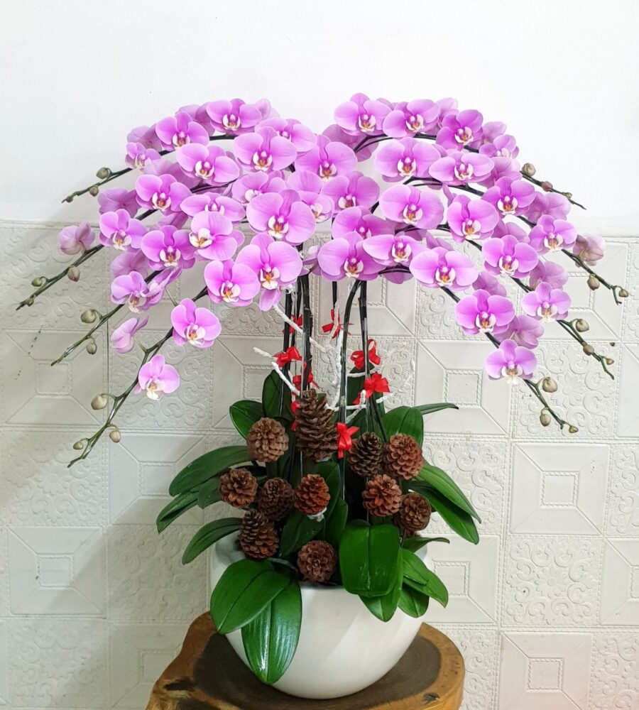 Hoa Tặng 8 Tháng 3 – Hoa Lan Hồ Điệp Sang Và Ý Nghĩa