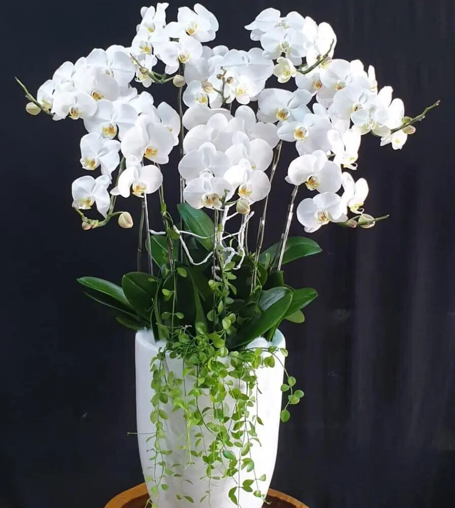 Thơ Hay Lan Hồ Điệp Hiện Nay