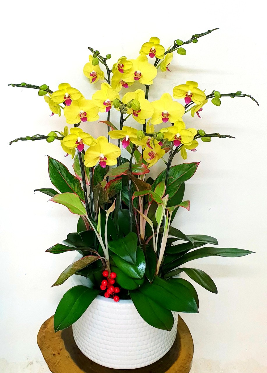 Hoa Lan Hồ Điệp SK012