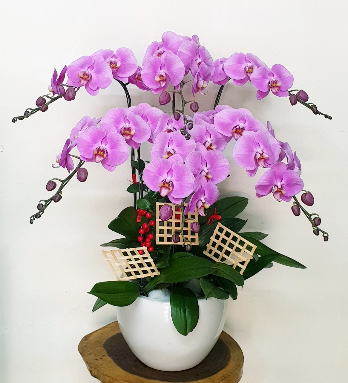 Hoa Lan Hồ Điệp SK013