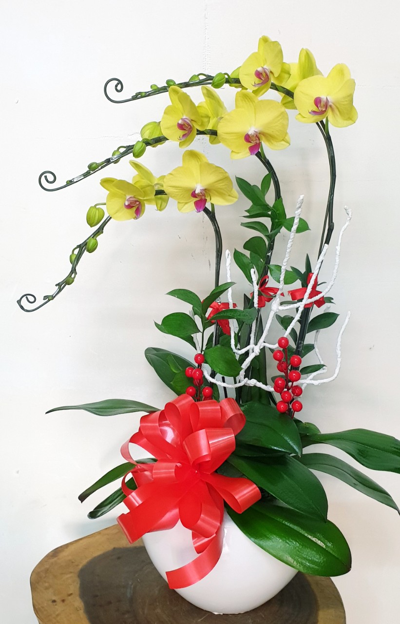 Hoa Lan Hồ Điệp SK015