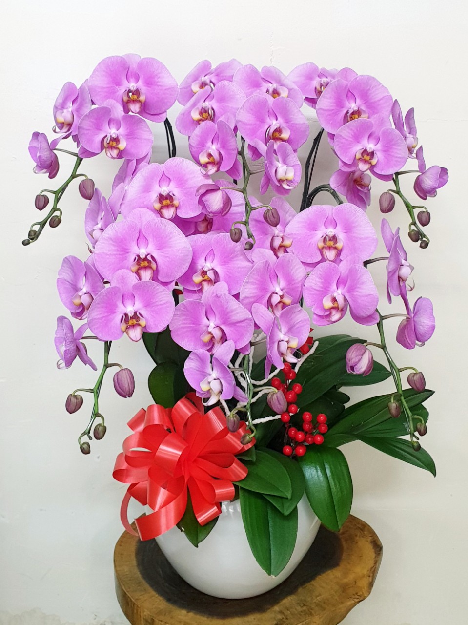 Hoa Lan Hồ Điệp SK018