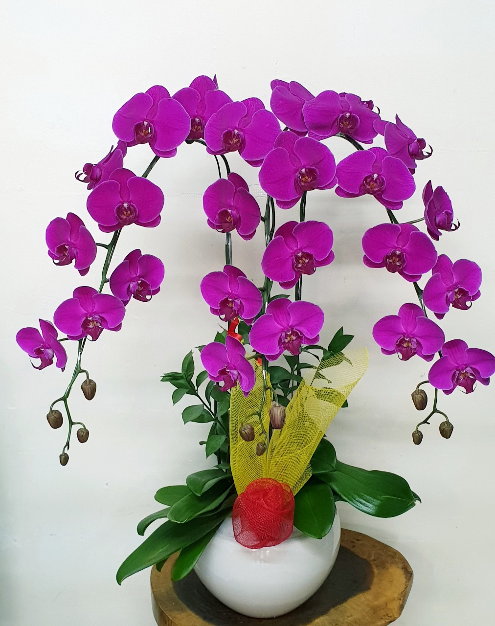 Hoa Lan Hồ Điệp SK016