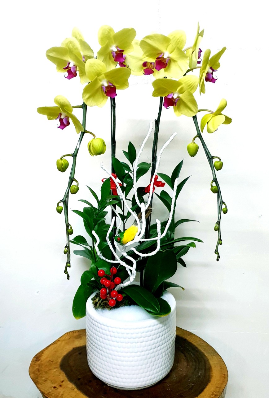 Hoa Lan Hồ Điệp SK021