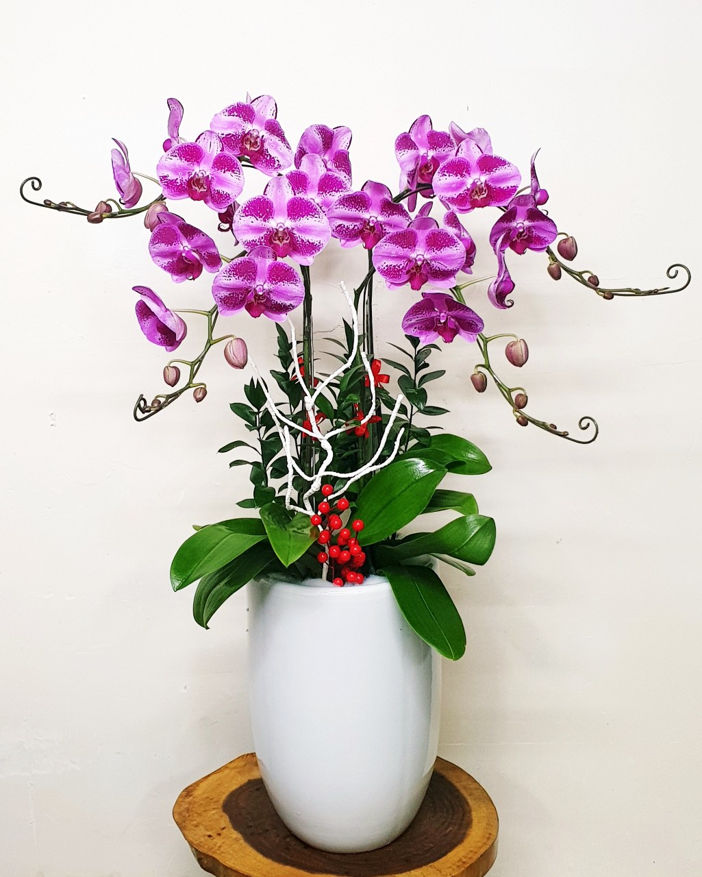 Hoa Lan Hồ Điệp SK020