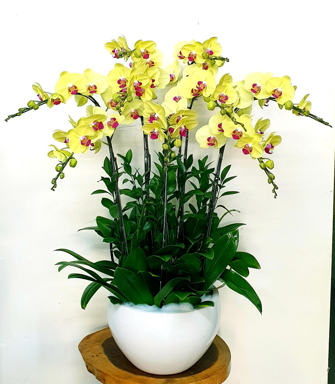 Hoa Lan Hồ Điệp SK019
