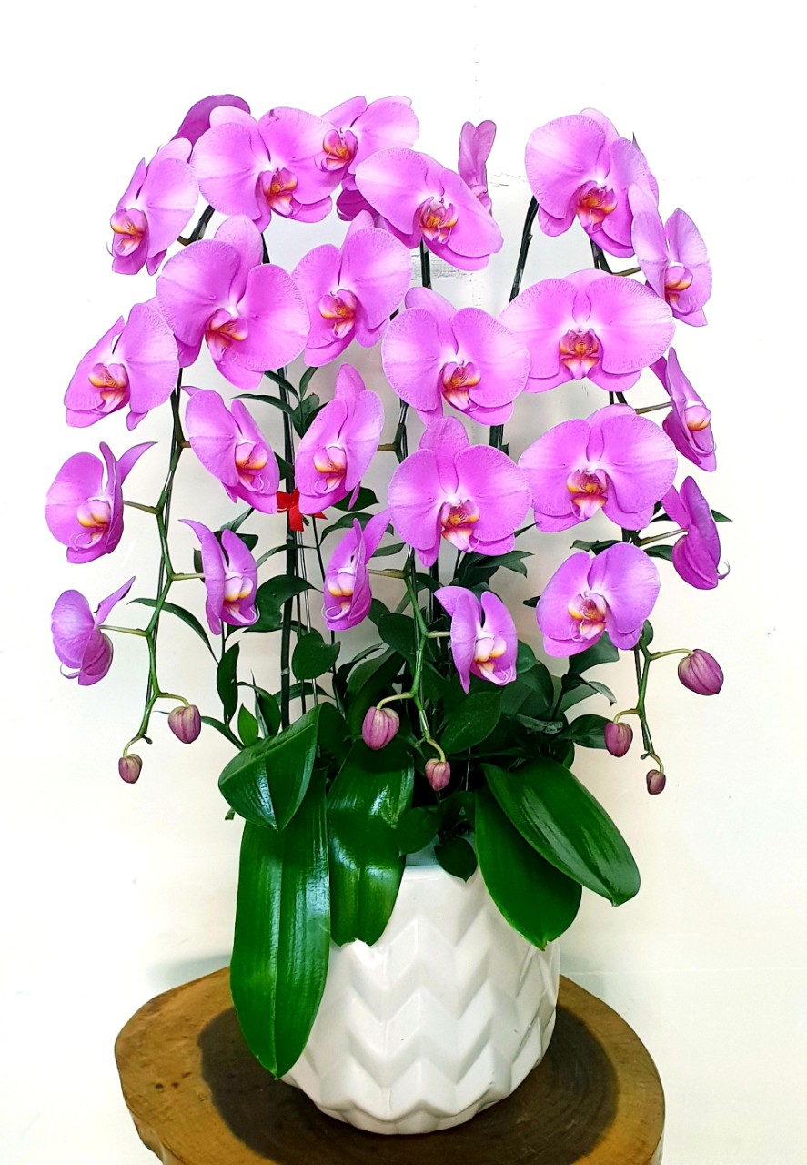Hoa Lan Hồ Điệp SK022