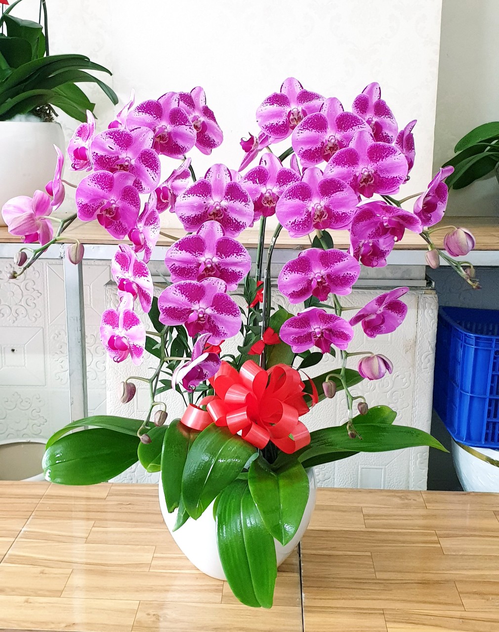 Hoa Lan Hồ Điệp SK023