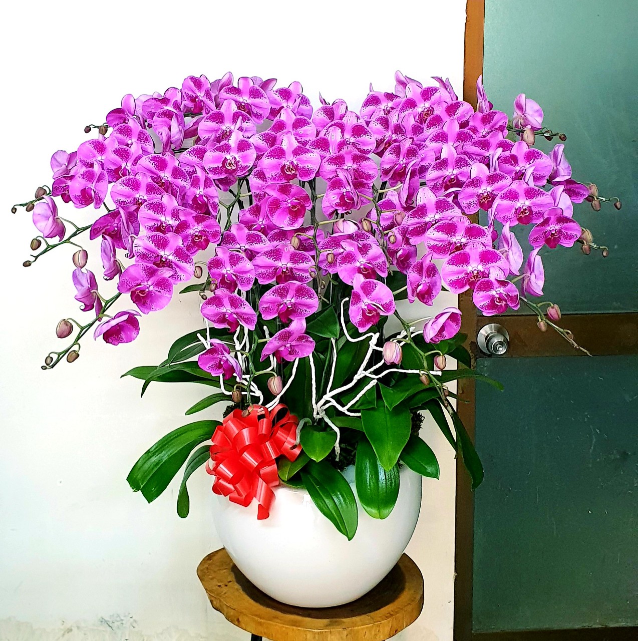 Hoa Lan Hồ Điệp