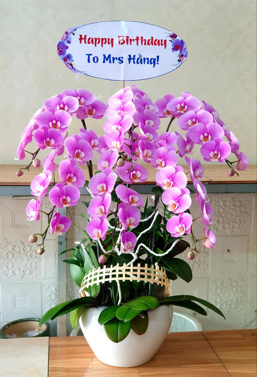 Lan Hồ Điệp Tặng Nhà Giáo Việt Nam – Món Quà Thanh Lịch