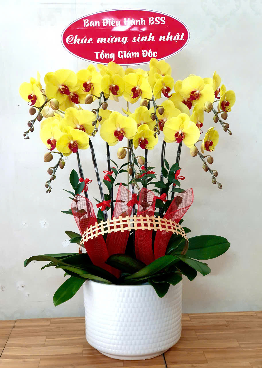 Chậu Lan Hồ Điệp Vàng – Món Quà Ý Nghĩa và Sang Trọng