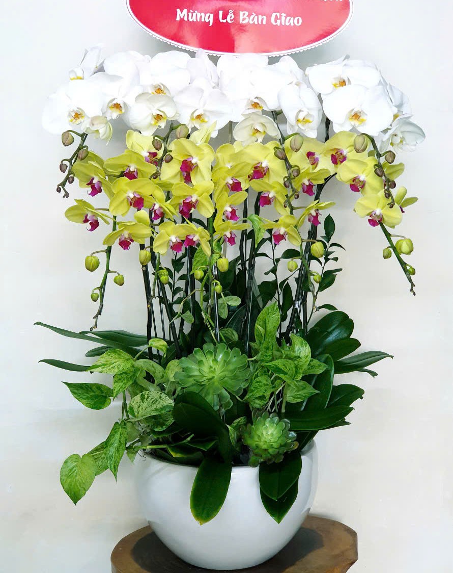 Lan Hồ Điệp VP043