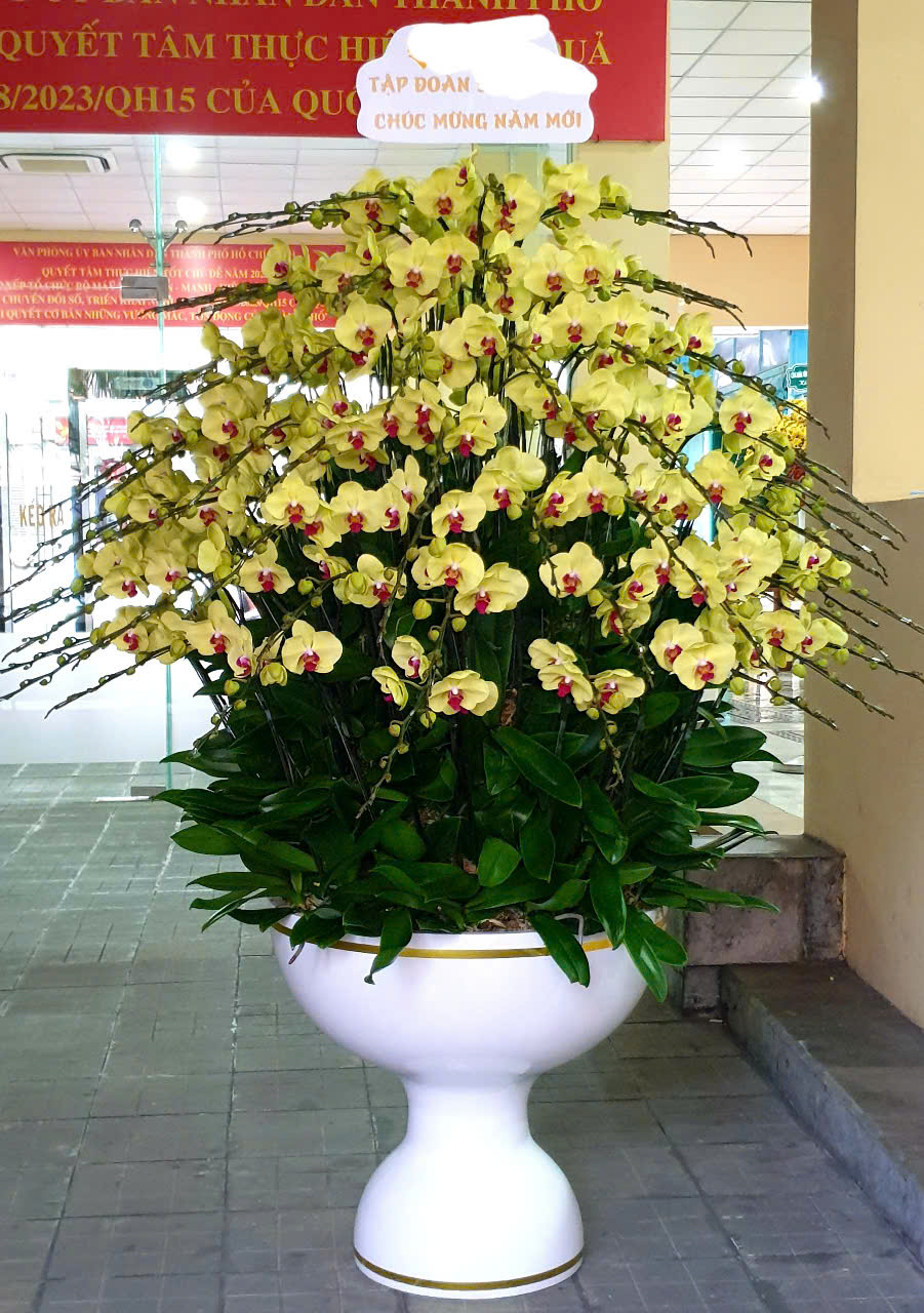 Chậu Hoa Lan Hồ Điệp 2025: Xu Hướng 2025 và Ý Nghĩa Phong Thủy